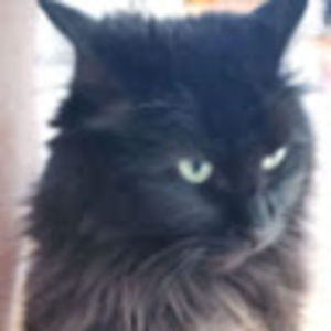 Meet your Posher, Tony